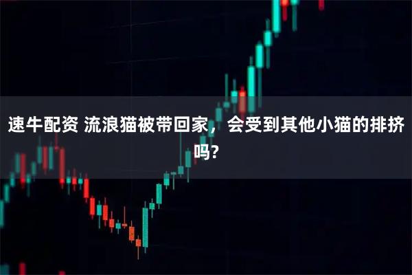 速牛配资 流浪猫被带回家，会受到其他小猫的排挤吗?