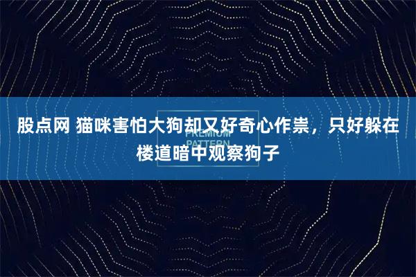股点网 猫咪害怕大狗却又好奇心作祟，只好躲在楼道暗中观察狗子